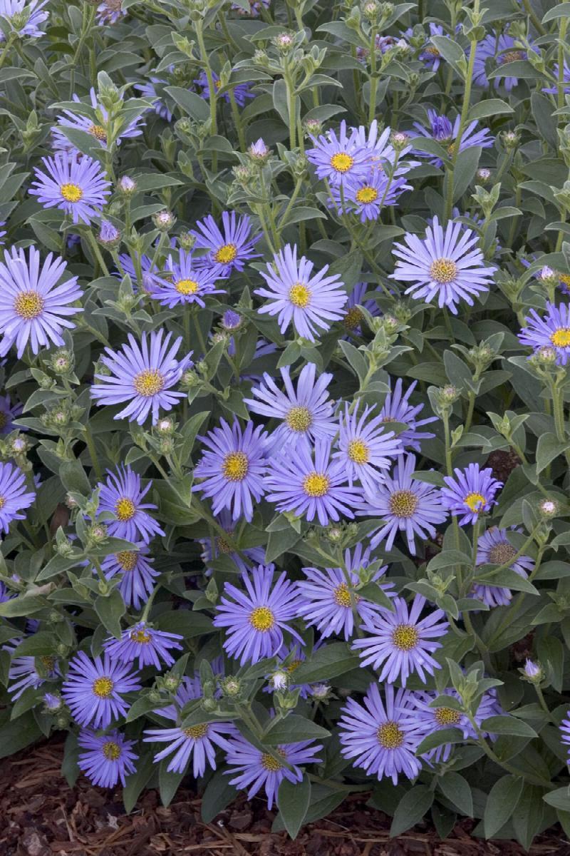 ASTER~WOODS BLUE~LIVE PLANT~HARDY PERENNIAL FLOWERS~LATE-SUMMER THRU FALL BLOOM!