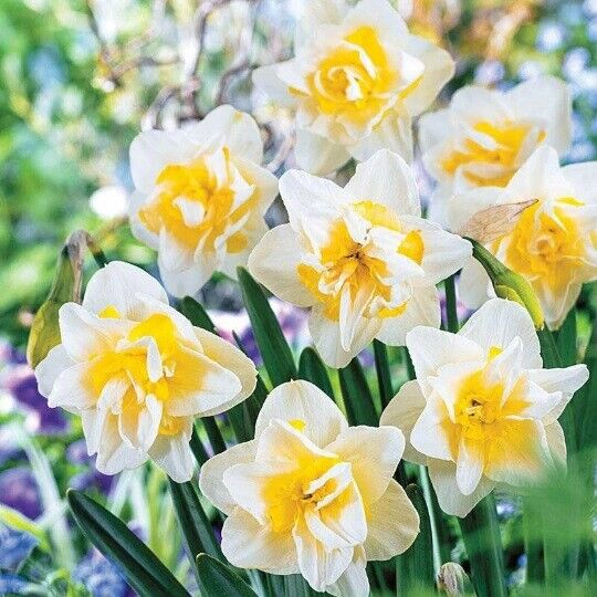 NARCISSUS~WHITE LION~FLOWER BULBS~DOUBLE-FLOWERING DAFFODILS~GARDENIA BLOOMS!!!