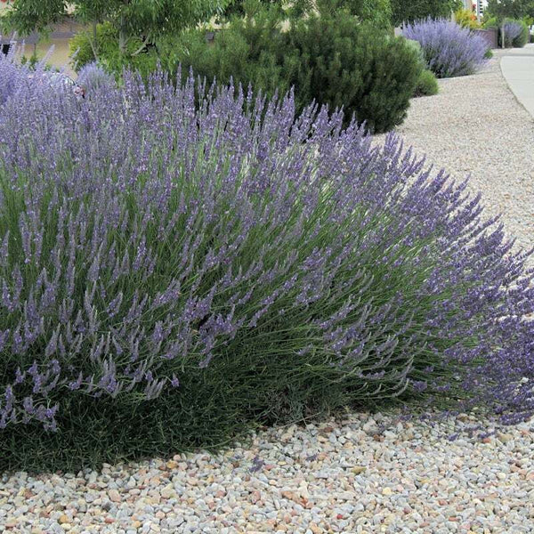 LAVANDIN INTERMEDIA~GROSSO~LIVE LAVENDER PLANT HARDY PERENNIAL HERB GARDEN