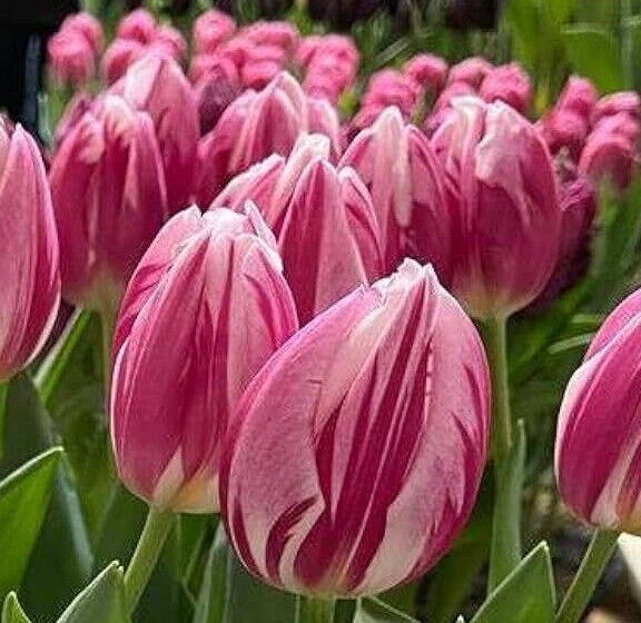 TRIUMPH TULIP~BOJANGLES~FLOWER BULBS~STUNNING WHITE PETALS W/ CHERRY PINK FLAMES