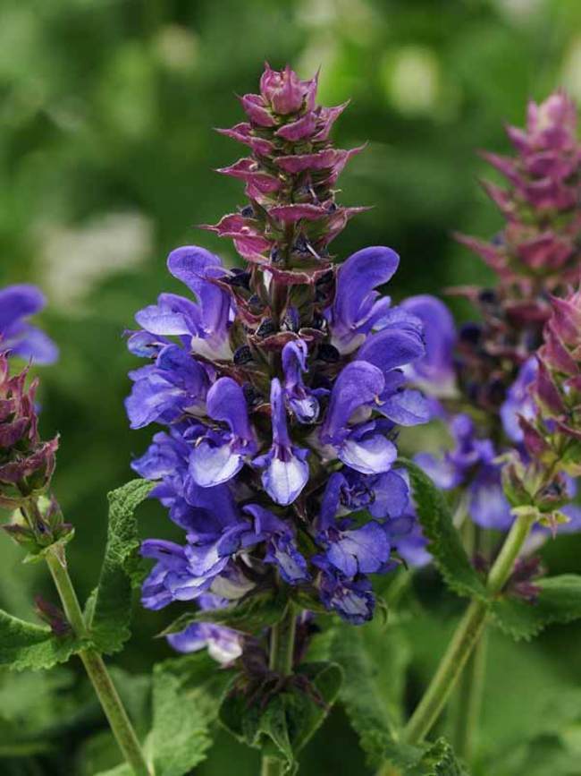 SALVIA NEMOROSA~BLUE MARVEL~DWARF SAGE AROMATIC HARDY PERENNIAL HUMMINGBIRDS!!!