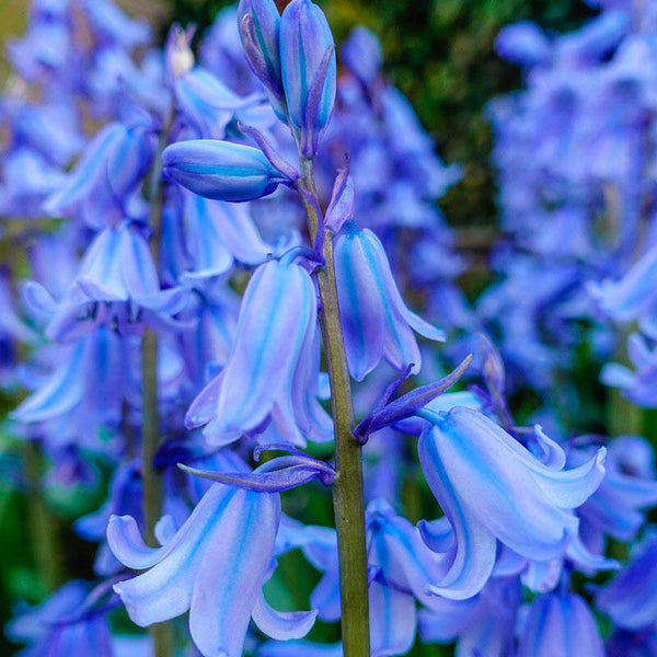 SPANISH BLUEBELL FLOWER BULBS HARDY PERENNIAL SPRING BLOOMS SUN TO PART SHADE!!!