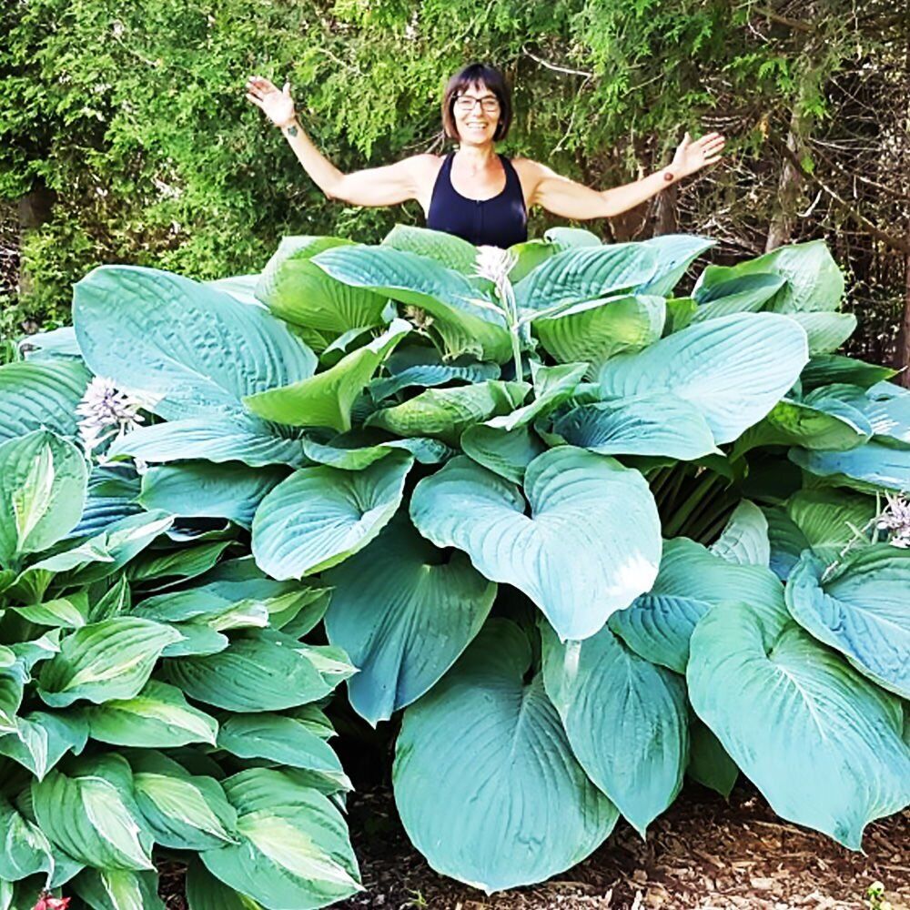 HOSTA 'JURASSIC PARK' HARDY PERENNIAL SHADE PLANT GIANT W/ 18 X 14" LEAVES