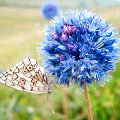 WILD BLUE ALLIUM FLOWER BULBS HARDY PERENNIAL ATTRACT BUTTERFLIES FT TALL!