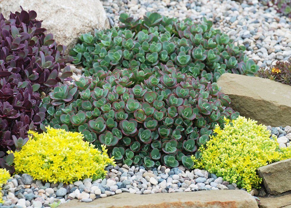 SEDUM SUNSPARKLER 'LIME ZINGER' STONECROP PLANT SUCCULENT GARDEN SUMMER BLOOMS!!