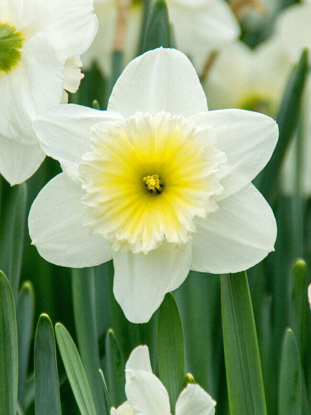 NARCISSUS~ICE FOLLIES~FLOWER BULBS~LARGE CUPPED DAFFODILS~SWEET FRAGRANT BLOOMS!