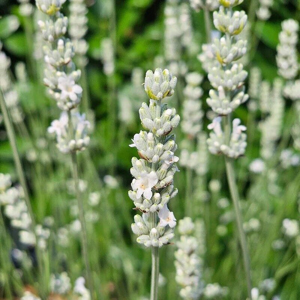 LAVANDIN INTERMEDIA~EXCEPTIONAL~WHITE LAVENDER PLANT HARDY PERENNIAL HERB GARDEN