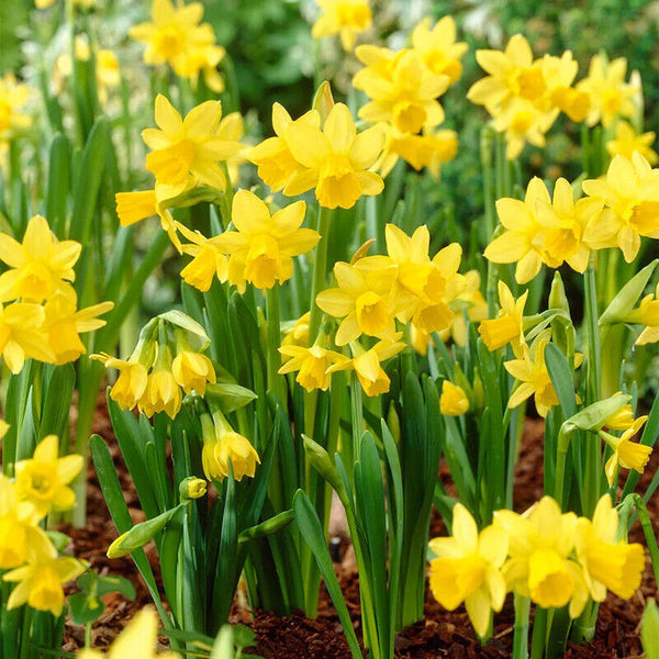 NARCISSUS~'TETE-A-TETE'~MINIATURE DAFFODILS~FLOWER BULBS~FRAGRANT SPRING BLOOMS