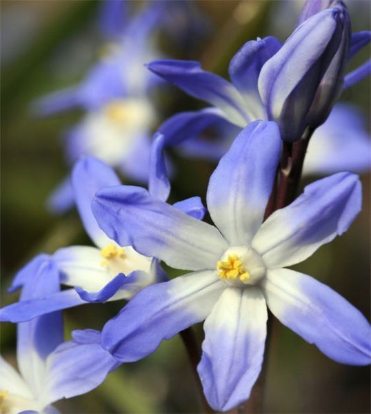 GLORY OF THE SNOW~CHIONODOXA~FLOWER BULBS FOR SHADE PERENNIAL BLUE SPRING FLOWER