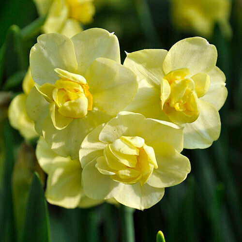 NARCISSUS~YELLOW CHEERFULNESS~FLOWER BULBS~FRAGRANT BUNCH-FLOWERING DAFFODILS!!!