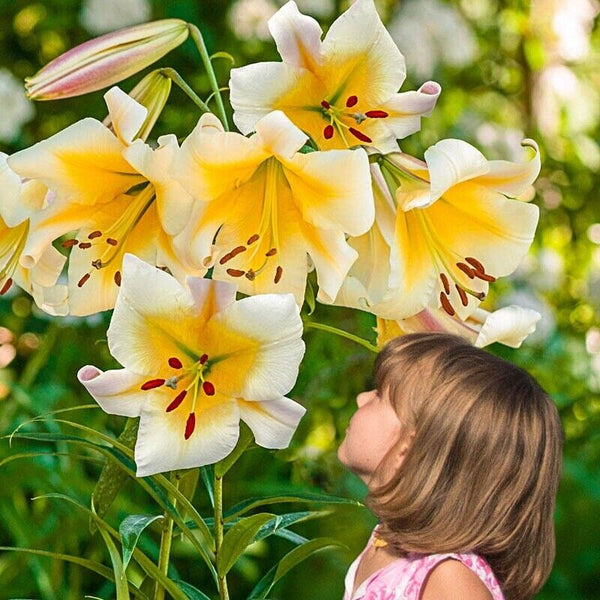 MISS PECULIAR TREE LILY FLOWER BULBS HARDY GROWS 4-6FT.TALL FRAGRANT 11" BLOOMS!