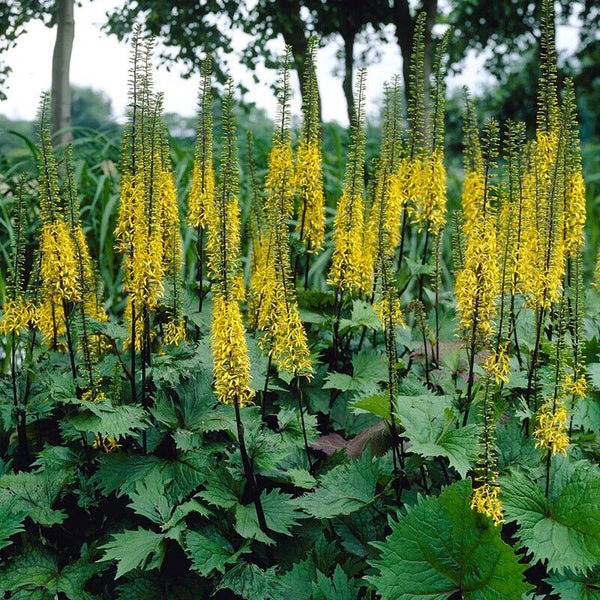 LIGULARIA 'THE ROCKET' LEOPARD PLANT HARDY PERENNIAL SHADE PLANT LIKES WET SOIL