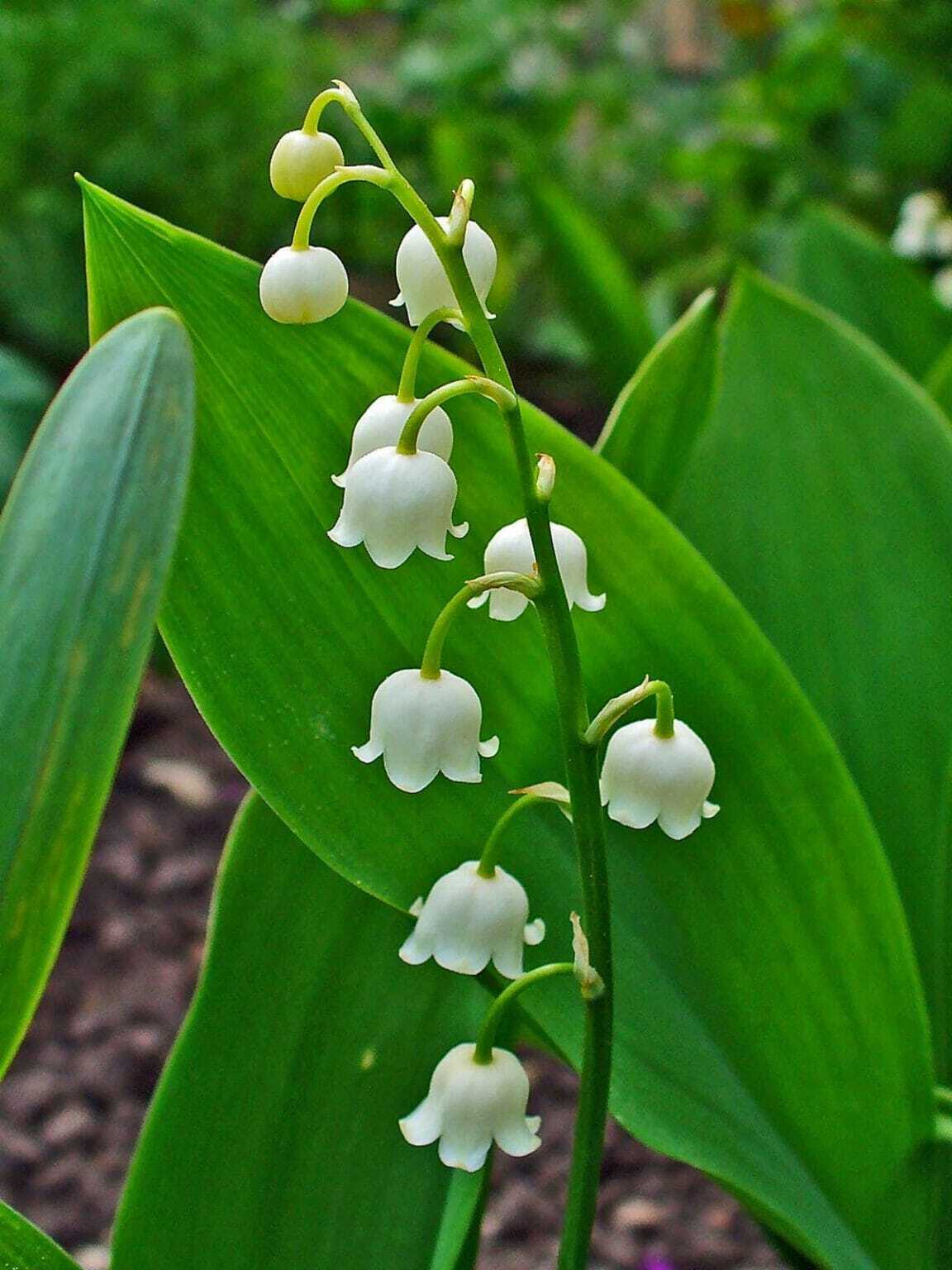 LILY OF THE VALLEY~CONVILLARIA MAJALIS~LIVE PLANTS~ROOTED PIPS~FRAGRANT FLOWERS!