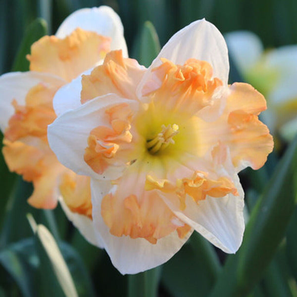 NARCISSUS~CUM LAUDE~FLOWER BULBS~FRAGRANT BUTTERFLY DAFFODILS~UNUSUAL BLOOMS!!!