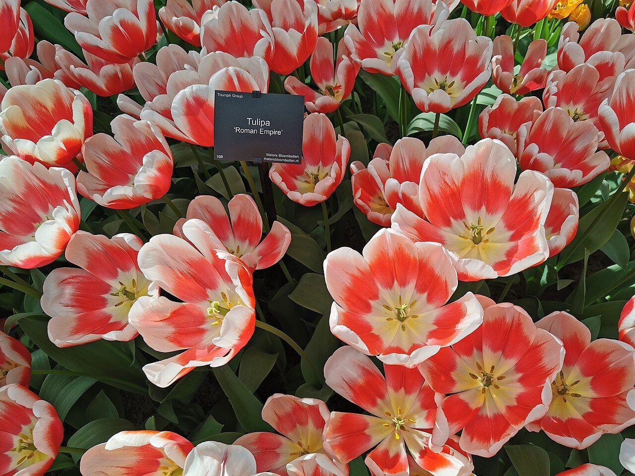 TRIUMPH TULIP~ROMAN EMPIRE~FLOWER BULBS~DARK PINK-RED BLOOMS, CREAMY WHITE EDGES