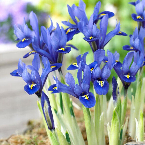 WILD BLUE IRIS~HARMONY~FLOWER BULBS HARDY PERENNIAL EARLIEST OF SPRING BLOOMS!!!