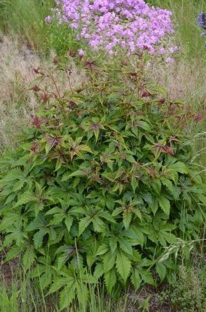 FILIPENDULA 'RED UMBRELLAS'~HARDY PERENNIAL PLANT~PARTIAL SHADE~AWESOME FOLIAGE!