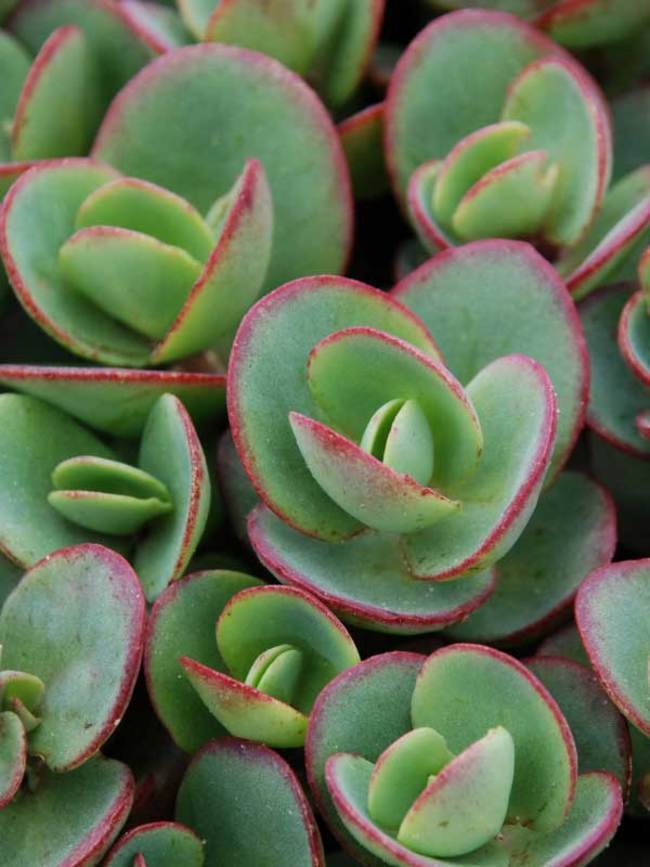 SEDUM SUNSPARKLER 'LIME ZINGER' STONECROP PLANT SUCCULENT GARDEN SUMMER BLOOMS!!