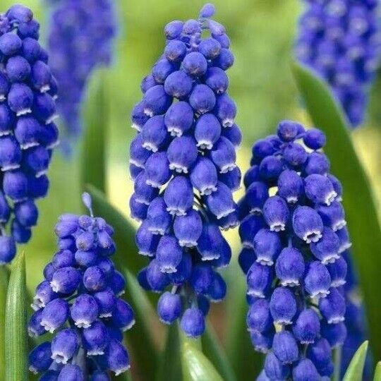 MUSCARI ARMENIACUM~GRAPE HYACINTHS~FLOWER BULBS FRAGRANT PERENNIAL SPRING BLOOMS