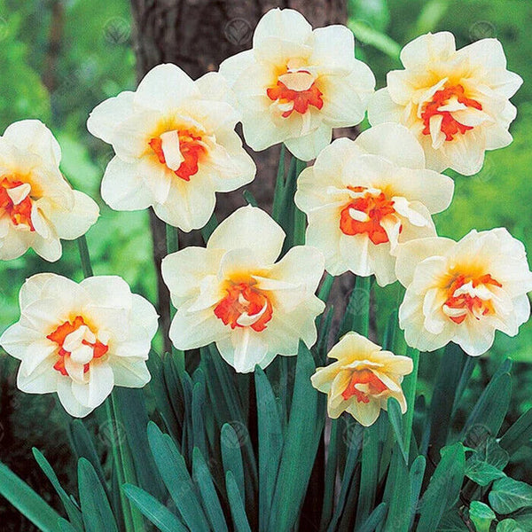 NARCISSUS~FLOWER DRIFT~12/14CM FLOWER BULBS~DOUBLE DAFFODILS~FRAGRANT BLOOMS!!!