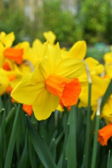 NARCISSUS~JETFIRE~MINIATURE DAFFODILS~FLOWER BULBS~FRAGRANT SPRING BLOOMS