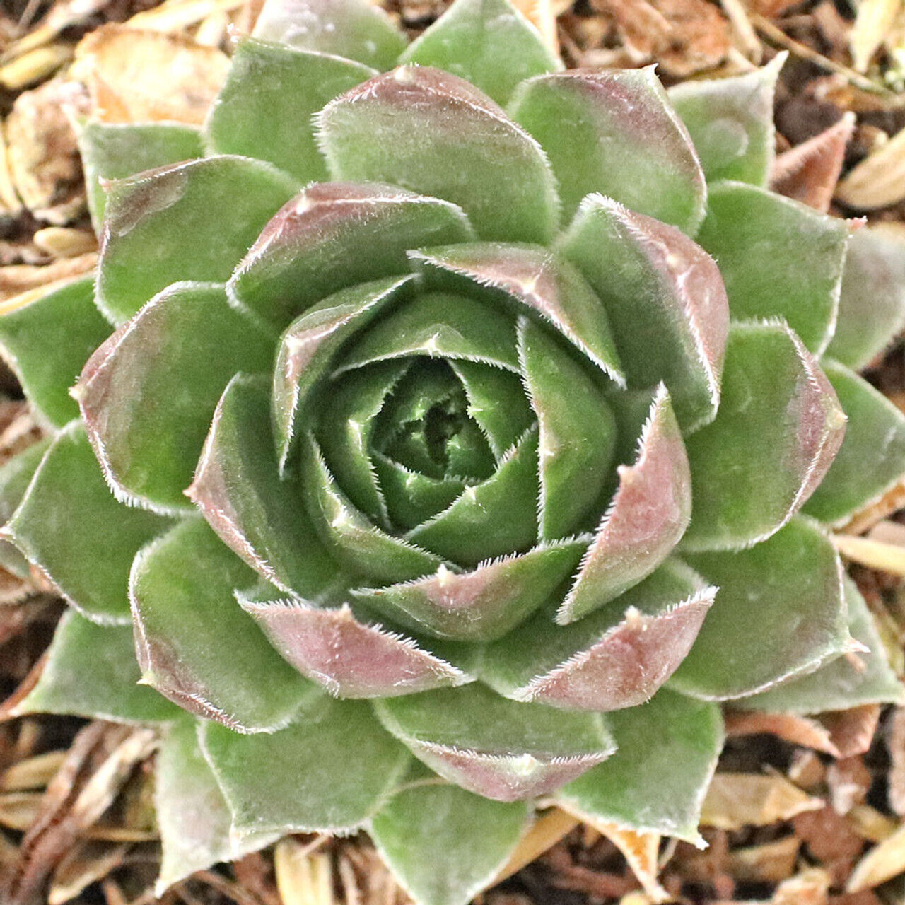 SEMPERVIVUM~HOPEWELL~HENS AND CHICKS HARDY PERENNIAL SUCCULENT ROCK GARDEN PLANT