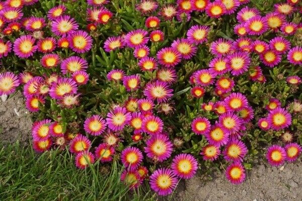 DELOSPERMA~HOT PINK WONDER~ICE PLANT HARDY SUCCULENT MAT GROUND COVER PERENNIAL!