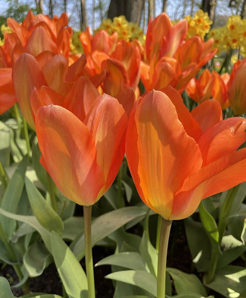 FOSTERIANA TULIP~ORANGE EMPEROR~FLOWER BULBS~CARROT-ORANGE & BUTTERCUP YELLOW!!!