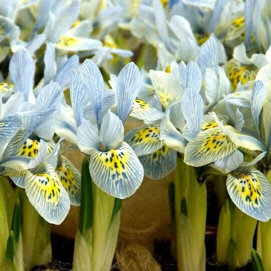 MINIATURE HODGKIN IRIS FLOWER BULBS PLANT NOW FOR LATE WINTER/EARLY SPRING BLMS!