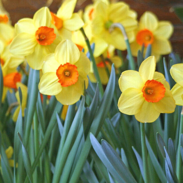 NARCISSUS~RED DEVON~FLOWER BULBS~SMALL CUPPED DAFFODILS~FRAGRANT BLOOMS!