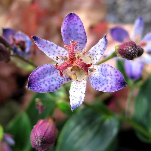 TRICYRTIS FORMOSANA 'SEIRYU' UNIQUE PERENNIAL SHADE GARDEN PLANT HARDY ZONES:4-9