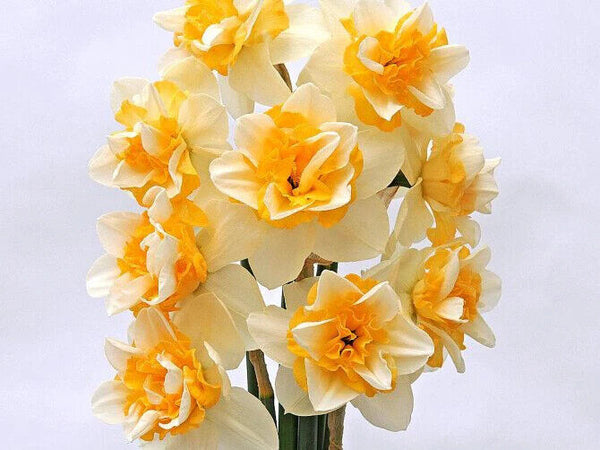 NARCISSUS~SWEET DESIRE~FLOWER BULBS~SCENTED DAFFODILS~DOUBLE GARDENIA-LIKE BLOOM