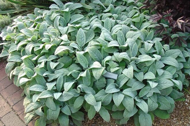 STACHYS 'HELENE VON STEIN' SOFT & FUZZY GROUND COVER HARDY PERENNIAL LIVE PLANTS