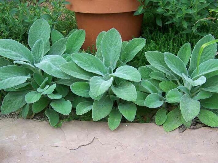 STACHYS 'HELENE VON STEIN' SOFT & FUZZY GROUND COVER HARDY PERENNIAL LIVE PLANTS