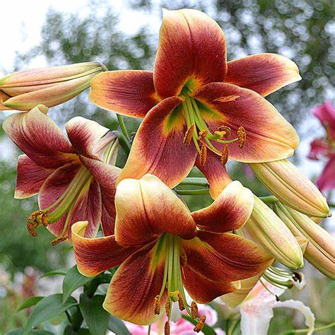Giant Tree Lily DEBBY Tall OT Oriental Trumpet Lily Bulbs plant for exotic fragrant summer blooms huge red and orange flowers 4-6 feet HARDY