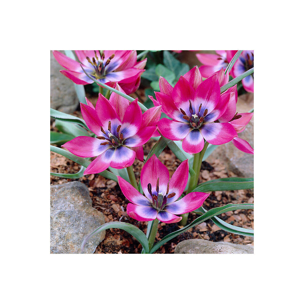 LITTLE BEAUTY~TULIP BULBS~TRUE HARDY PERENNIAL PLANT NOW FOR SPRING FLOWER *EASY