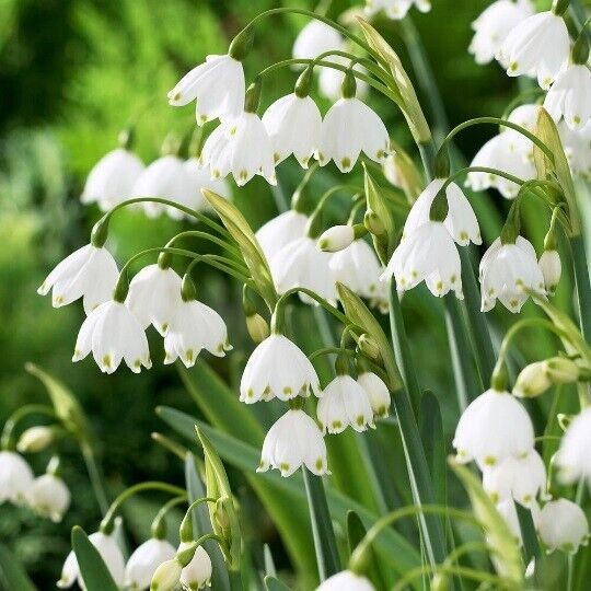 LEUCOJUM AESTIVUM~SUMMER SNOWFLAKE~PERENNIAL FLOWER BULBS EASY TO GROW PLANTS!!!