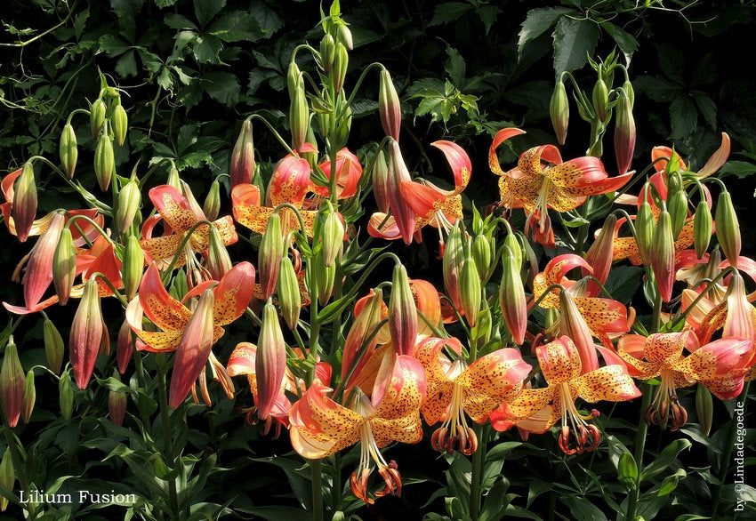 Lilium longiflorum x pardalinum Fusion LEOPARD LILY Unusual Flower Bulbs Grow 3-4 Feet Tall and Bloom in July-August, Very Fragrant Blooms