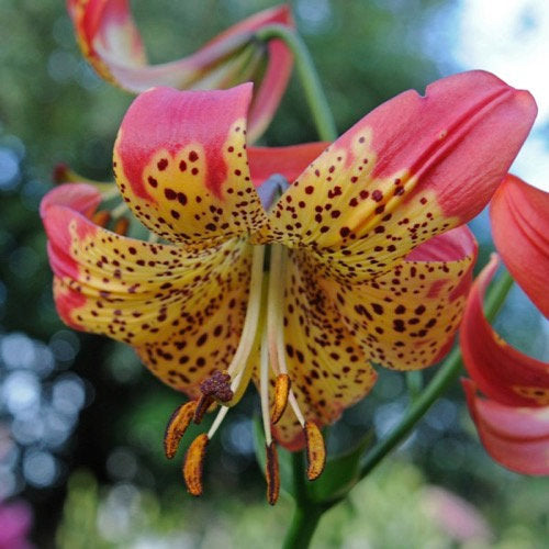 Lilium longiflorum x pardalinum Fusion LEOPARD LILY Unusual Flower Bulbs Grow 3-4 Feet Tall and Bloom in July-August, Very Fragrant Blooms