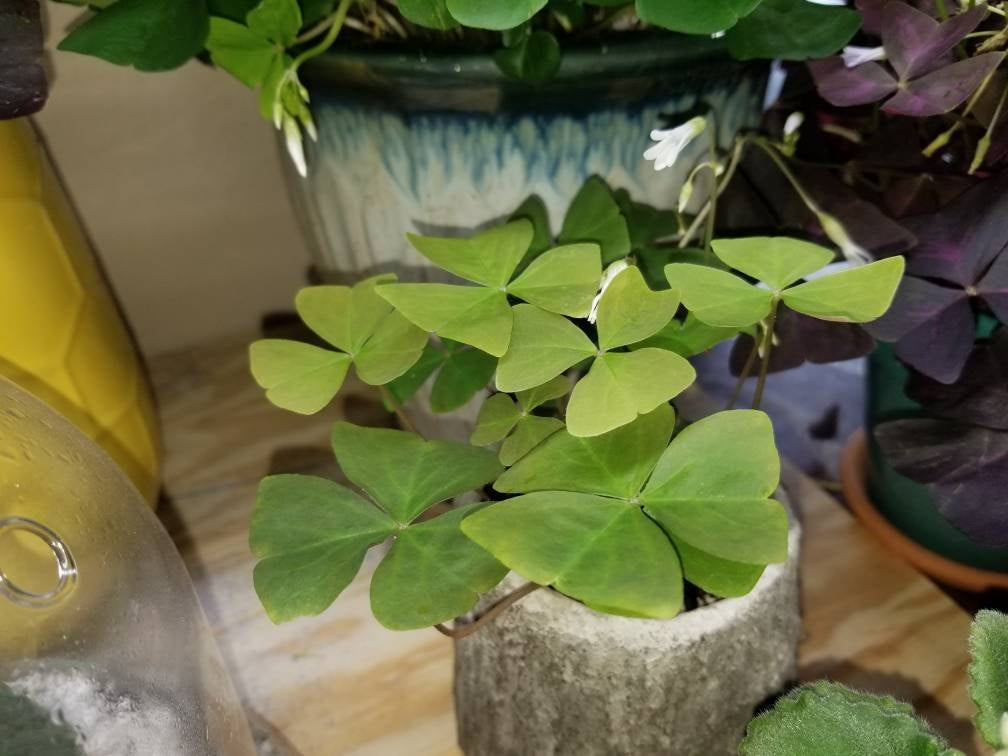Oxalis regnellii bulbs tubers GREEN SHAMROCK Wood Sorrel Good Luck Plant Very Easy Indoor Windowsill House Plant - A Gift that will grow!!
