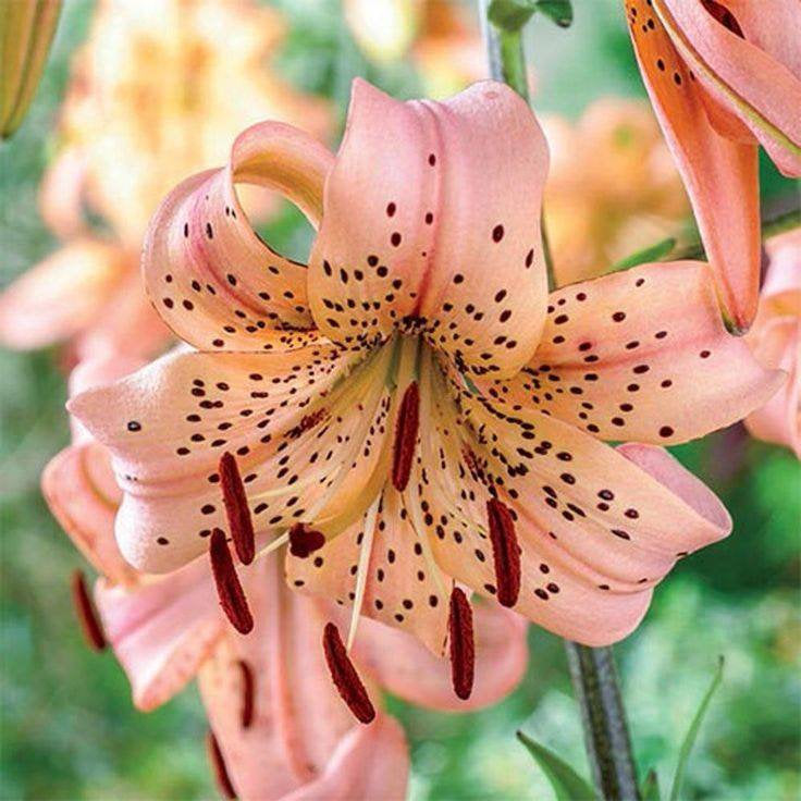 Lilium PINK GIANT Amazing recurved tiger lily-type flowers, heavily spotted with dark freckles; 3-4 Feet Tall Hardy Perennial Flower Bulbs!!