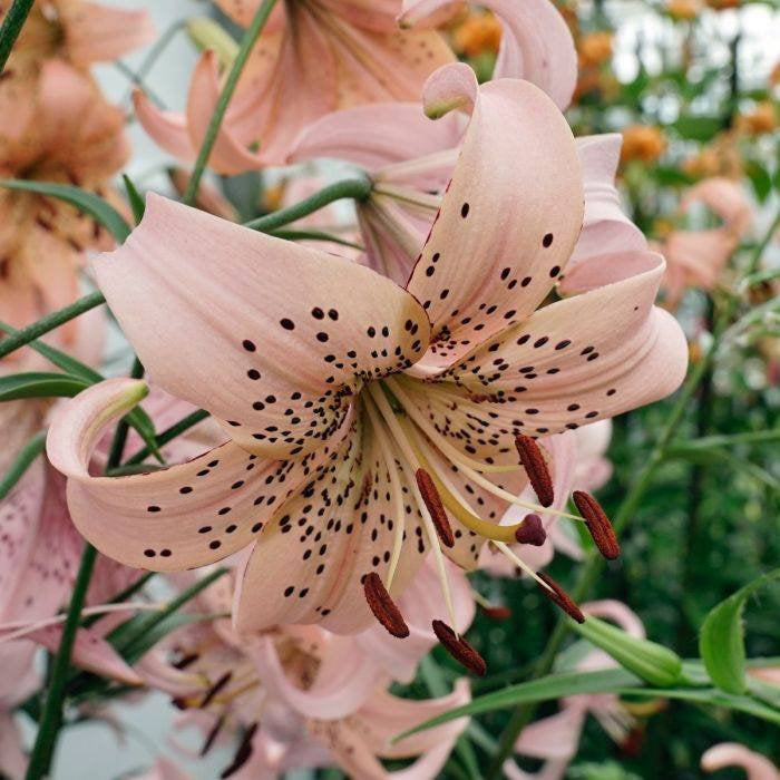 Lilium PINK GIANT Amazing recurved tiger lily-type flowers, heavily spotted with dark freckles; 3-4 Feet Tall Hardy Perennial Flower Bulbs!!