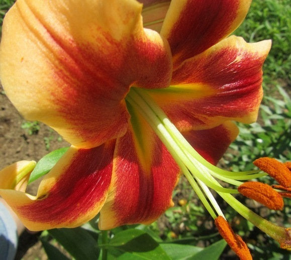 Giant Tree Lily DEBBY Tall OT Oriental Trumpet Lily Bulbs plant for exotic fragrant summer blooms huge red and orange flowers 4-6 feet HARDY