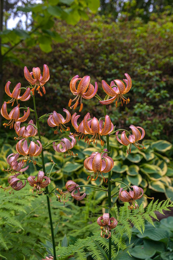 Martagon Lily FAIRY MORNING Hardy Perennial Flower Bulbs Plant now for astonishing Summer blooms that increase every year. Long lived!!!